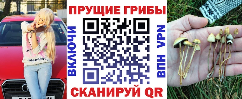 Галлюциногенные грибы Psilocybe  Сухиничи 